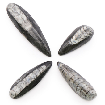 Orthoceras, fossile devenu roche, de couleur blanc, gris et noir.